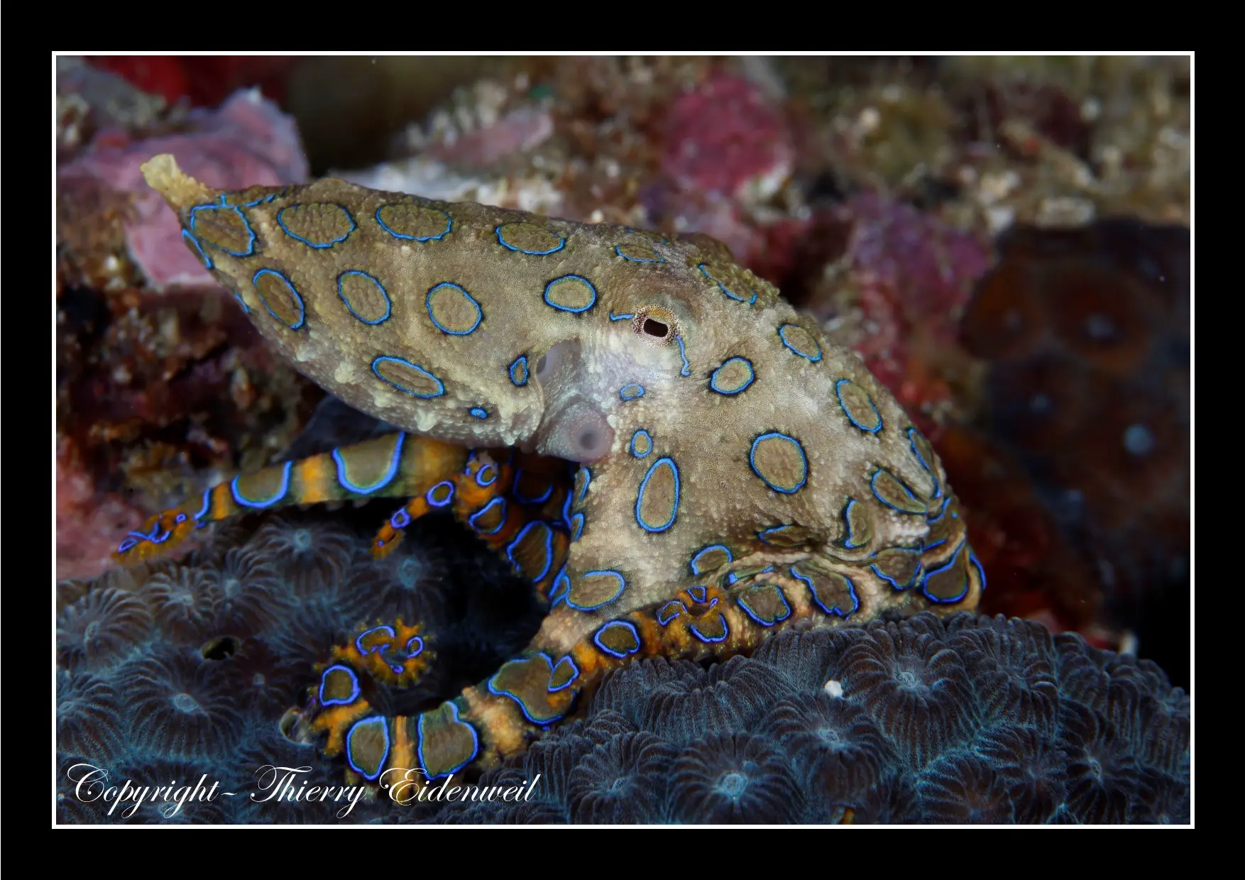 Anilao Macro Dive Media Highlight